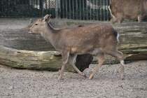 Japan-Sikahirsch (Cervus nippon nippon) am 11.3.2010 im Zoo Berlin.