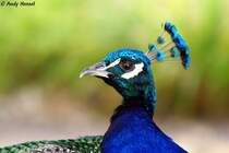 Blauer Pfau