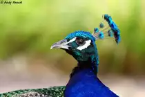 Blauer Pfau