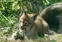 Am 13.05.2010 wurden im Tierpark Berlin vier Altai-Luchse geboren. Eins hat leider nicht �berlebt. Leider ist die Qualit�t des Fotos sehr schlecht. da ich durch eine dreckige Scheibe fotografieren musste, welche auch noch stark reflektierte.