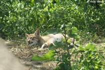 Am 13.05.2010 wurden im Tierpark Berlin vier Altai-Luchse geboren. Eins hat leider nicht berlebt. Leider ist die Qualitt des Fotos sehr schlecht. da ich durch eine dreckige Scheibe fotografieren musste, welche auch noch stark reflektierte.