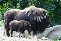 Alaska-Moschusochse mit Jungtier