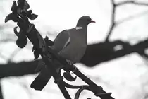 Ringeltaube (Columba palumbus) am Abend des 11.3.2010 auf dem Gel�nde des Zoologischen Gartens Berlin.