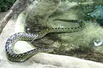 Gelbe Anakonda oder auch S�dliche Anakonda (Eunectes notaeus) am 12.3.2010 im Zooaquarium Berlin.