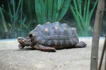 Khlerschildkrte (Chelonoidis carbonaria) am 12.3.2010 im Zooaquarium Berlin.