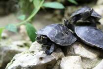 Terekay-Schienenschildkrte (Podocnemis unifilis) am 12.3.2010 im Zooaquarium Berlin.