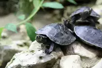 Terekay-Schienenschildkr�te (Podocnemis unifilis) am 12.3.2010 im Zooaquarium Berlin.