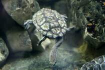 Argentinische Schlangenhalsschildkrte (Hydromedusa tectifera) am 12.3.2010 im Zooaquarium Berlin.