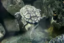 Argentinische Schlangenhalsschildkr�te (Hydromedusa tectifera) am 12.3.2010 im Zooaquarium Berlin.