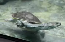 Siebenrock-Schlangenhalsschildkr�te (Chelodina siebenrocki) am 12.3.2010 im Zooaquarium Berlin.