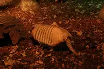 Wei�borsten-G�rteltier (Euphractus sexcinctus) am 10.3.2010 im Zoo Berlin.