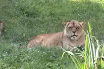 Sabbernde Angola-L�win  Luena  (Panthera leo bleyenberghi) am 26.6.2010 im Zoo Leipzig.