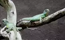 Gr�ne Wasseragame oder auch Cochinchina-Wasseragame (Physignathus cocincinus) am 12.3.2010 im Zooaquarium Berlin.