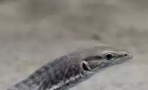 Fleckenwaran oder auch Trauerwaran (Varanus tristis orientalis) am 12.3.2010 im Zooaquarium Berlin.
	