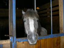 Der Frechdachs unserer Pferdefarm; Bild aus dem Jahr 2004