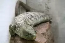 Wickelskink oder auch Salomon-Wickelschwanzskink (Corucia zebrata) am 12.3.2010 im Zooaquarium Berlin.
