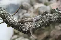 Streifenbasilisk (Basiliscus vittatus) am 12.3.2010 im Zooaquarium Berlin.
