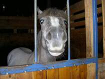 Ein richtig neugieriger Frechdachs;-) 2004