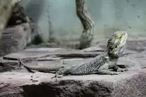 Streifenk�pfige Bartagame (Pogona vitticeps) am 12.3.2010 im Zooaquarium Berlin.