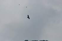 Ein Echte Adler in der Schweiz gesehen. Zwei Alpenkr ahe fliegen mit.