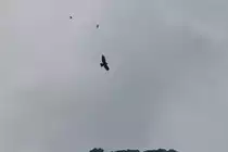Ein Echte Adler in der Schweiz gesehen. Zwei Alpenkr ahe fliegen mit.