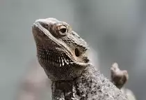 Streifenk�pfige Bartagame (Pogona vitticeps) am 12.3.2010 im Zooaquarium Berlin.