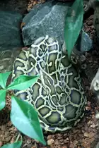 Dunkler Tigerpython (Python bivittatus) am 12.3.2010 im Zooaquarium Berlin.