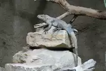 Nashornleguan (Cyclura cornuta) am 12.3.2010 im Zooaquarium Berlin.