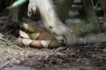 Zwei Trans-Pecos-Kupferk�pfe (Agkistrodon contortrix pictigaster) am 12.3.2010 im Zooaquarium Berlin.