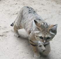 Arabische Sandkatze (Felis margarita harrisoni) am 10.3.2010 im Zoo Berlin.