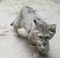Arabische Sandkatze (Felis margarita harrisoni) am 10.3.2010 im Zoo Berlin.
