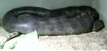 Gr�ne oder auch Gro�e Anakonda (Eunectes murinus) am 12.3.2010 im Zooaquarium Berlin.