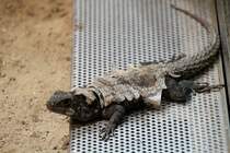 Groer Groer Madagaskar-Baumleguan (Oplurus cuvieri) beim Hautwechsel.  Zooaquarium Berlin am 12.3.2010. 