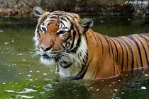  N�chstesmal klappt's besser.  Indochinesischer Tiger oder auch als Hinterindischer Tiger bekannt.