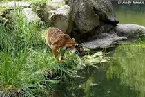  Was machen denn die bl�den Fische in meinen Becken?  Indochinesischer Tiger oder auch als Hinterindischer Tiger bekannt.