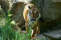 Indochinesischer Tiger oder auch als Hinterindischer Tiger bekannt.