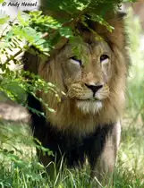 Afrikanischer L�we