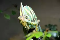 M�nnliches Jemencham�leon (Chamaeleo calyptratus) am 12.3.2010 im Zooaquarium Berlin.