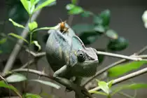Jemencham�leon (Chamaeleo calyptratus) am 12.3.2010 im Zooaquarium Berlin. Die Grille hofft vieleicht, sich auf dem Cham�leon verstecken zu k�nnen, was doch ziemlich risikovoll erscheint. 