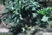 Sich anschleichender Jaguarundi (Puma yagouaroundi) am 10.3.2010 im Zoo Berlin.