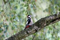 Buntspecht 