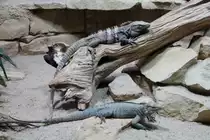 Ein Schwarzer Leguan (Ctenosaura similis) und ein Nashornleguan (Cyclura cornuta) w�rmen sich gemeinsam am 12.3.2010 im Zooaquarium Berlin.