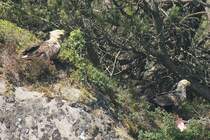 Das ist keine Greifvogelshow! Das ist die norwegische Kstenwildnis!