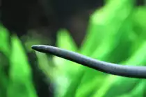 Plattschwanz-Schwimmw�hle (Typhlonectes compressicauda) am 12.3.2010 im Zooaquarium Berlin.