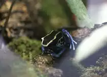 F�rberfrosch (Dendrobates tinctorius) am 12.3.2010 im Zooaquarium Berlin.