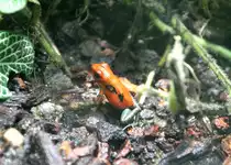 Giftiger Erdbeerfrosch (Dendrobates pumilia) am 12.3.2010 im Zooaquarium Berlin.