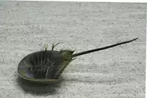 Auf dem R�cken liegender Pfeilschwanzkrebs (Tachypleus gigas) am 12.3.2010 im Zooaquarium Berlin.