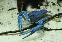 Blaue Floridakrebs (Procambarus alleni) am 12.3.2010 im Zooaquarium Berlin.