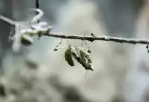 Kleine Bl�tenmantis (Creobroter pictipennis) am 12.3.2010 im Zooaquarium Berlin.