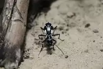 Ein Laufk�fer mit lateinischem  Namen Anthia lomoplata am 12.3.2010 im Zooaquarium Berlin.